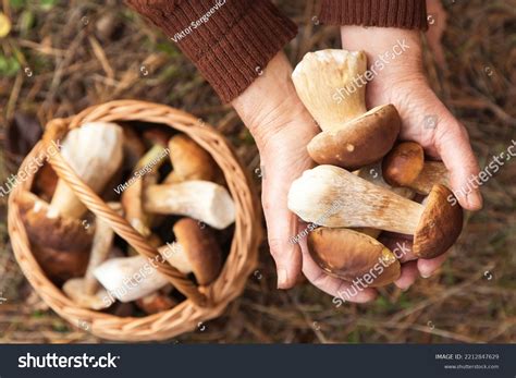 Mushroomer .